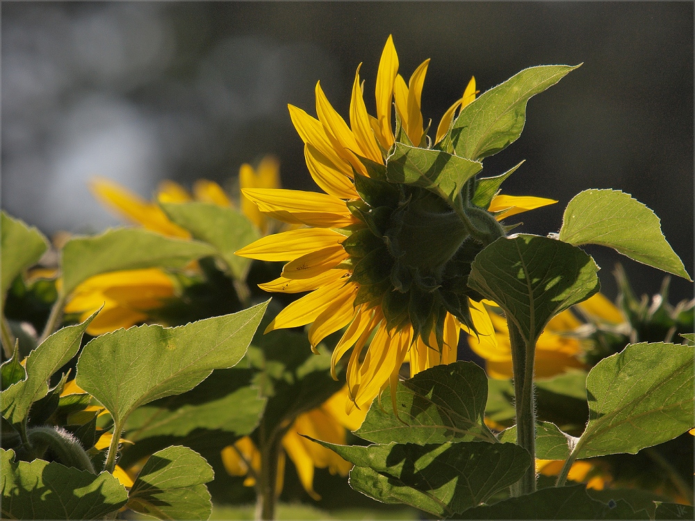 sonnenblumen 2