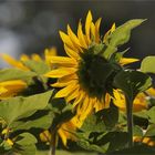 sonnenblumen 2