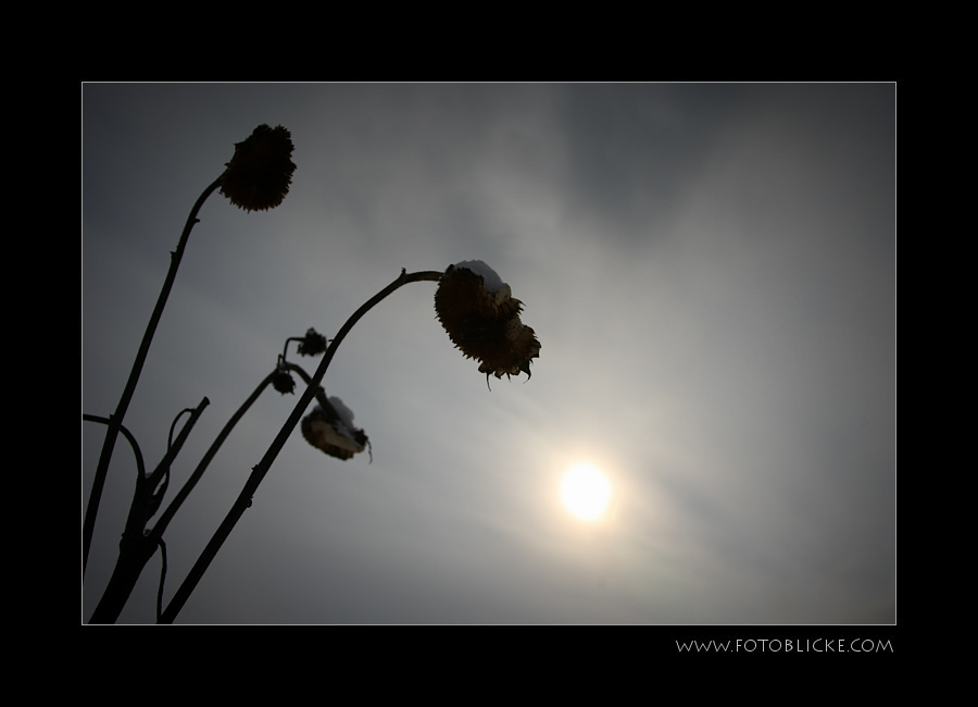 SonnenBlumen #2