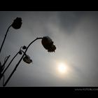 SonnenBlumen #2