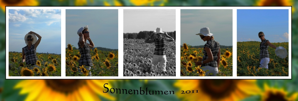 Sonnenblumen 2011