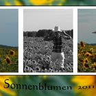 Sonnenblumen 2011