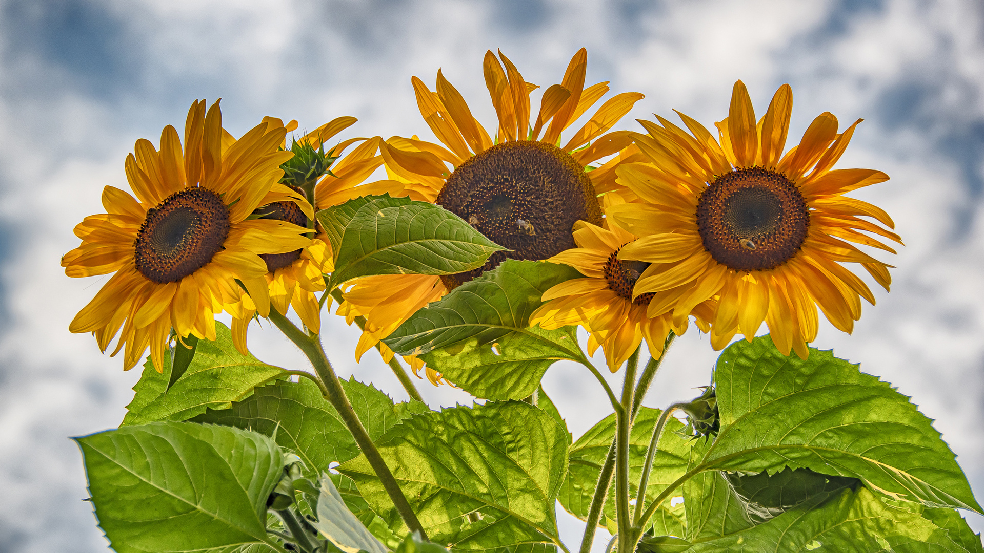 Sonnenblumen 2019a