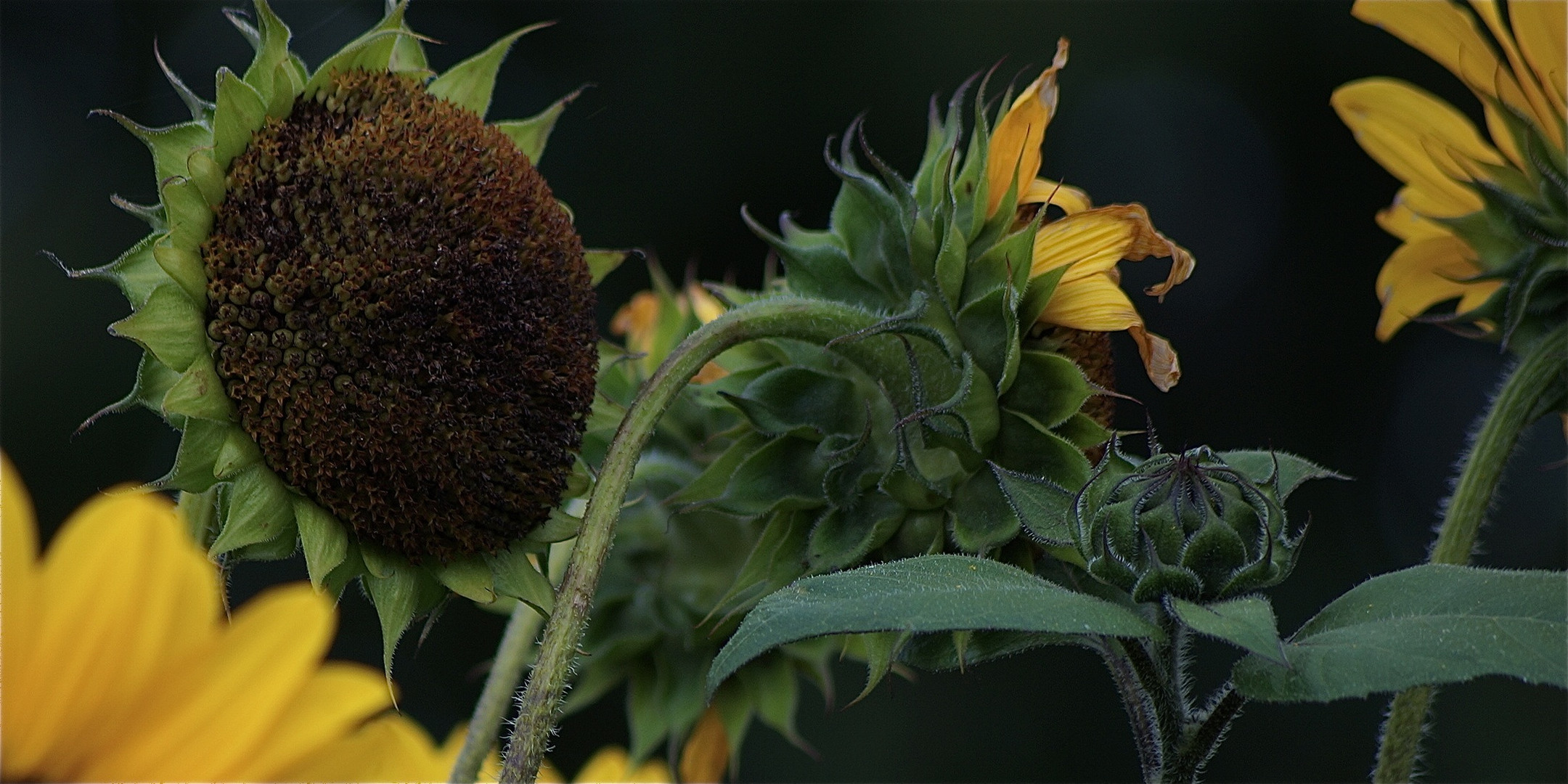 Sonnenblumen