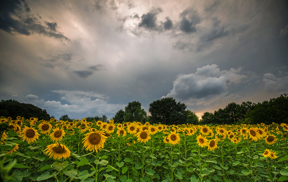 Sonnenblumen ....