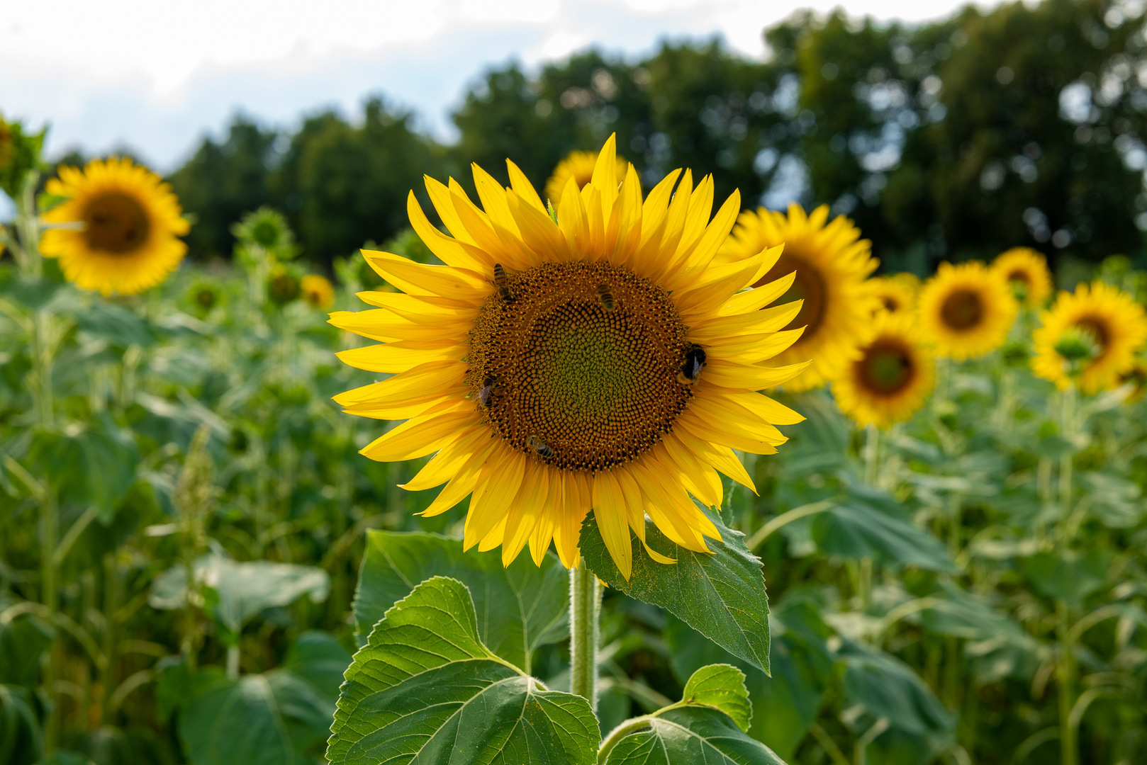 Sonnenblumen 