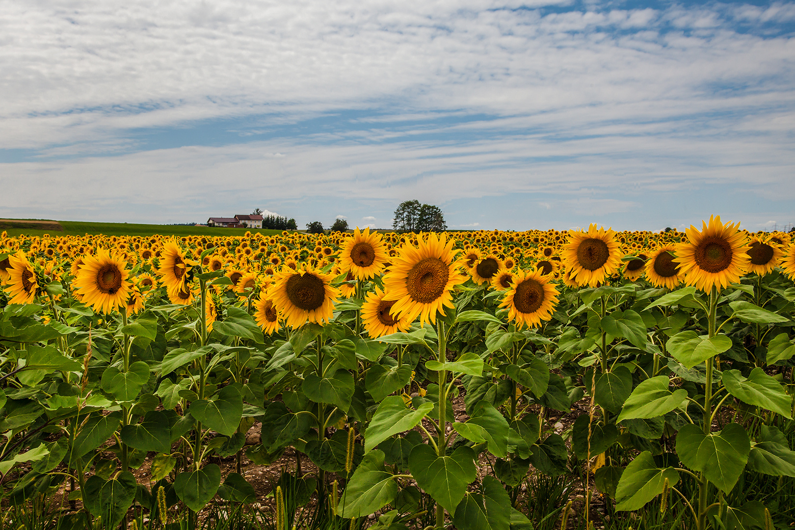 Sonnenblumen