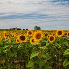 Sonnenblumen