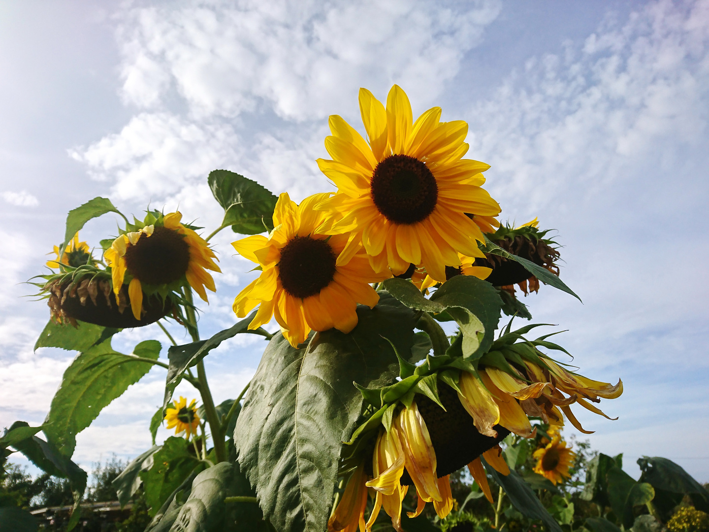 Sonnenblumen