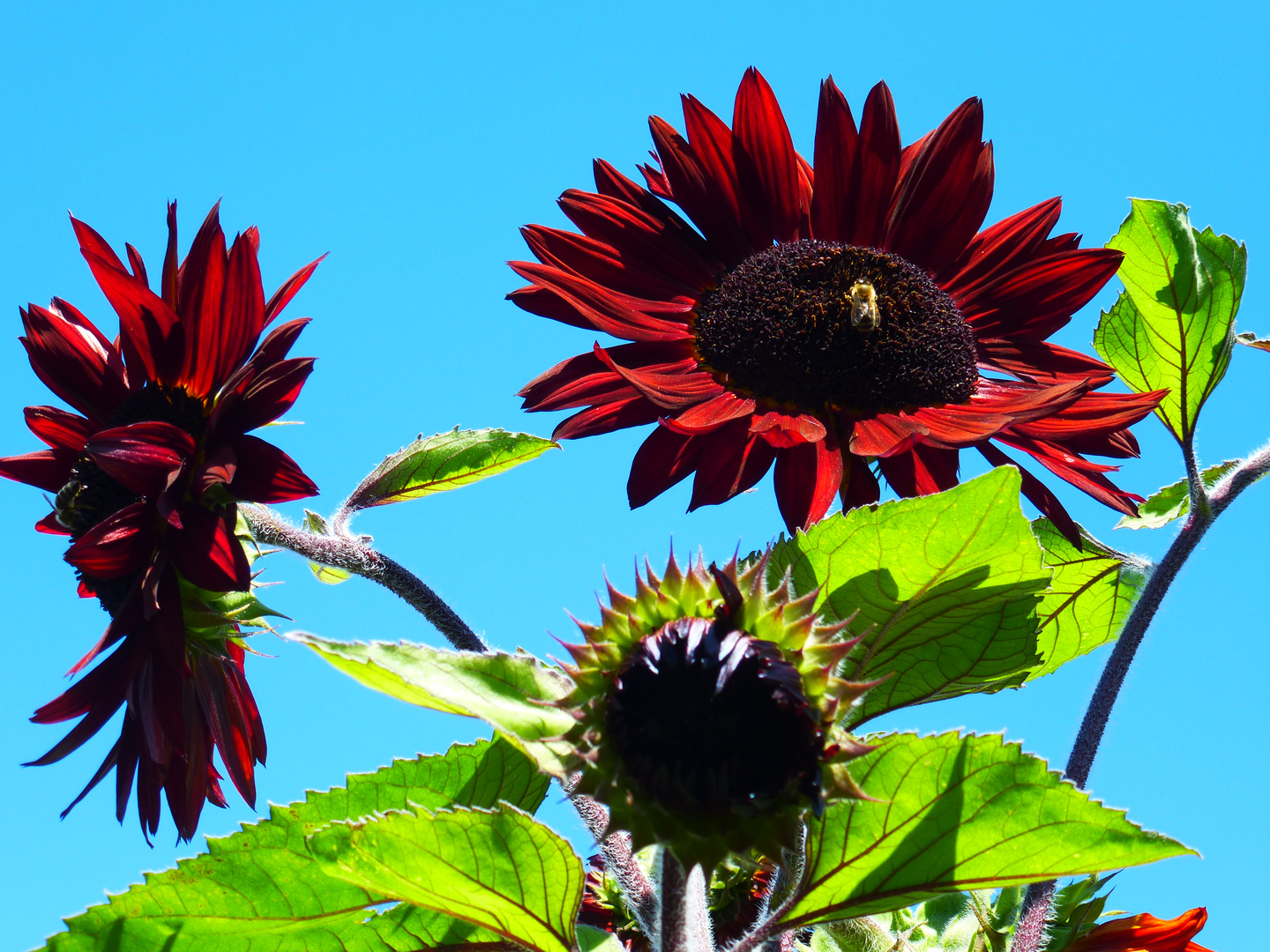 Sonnenblumen