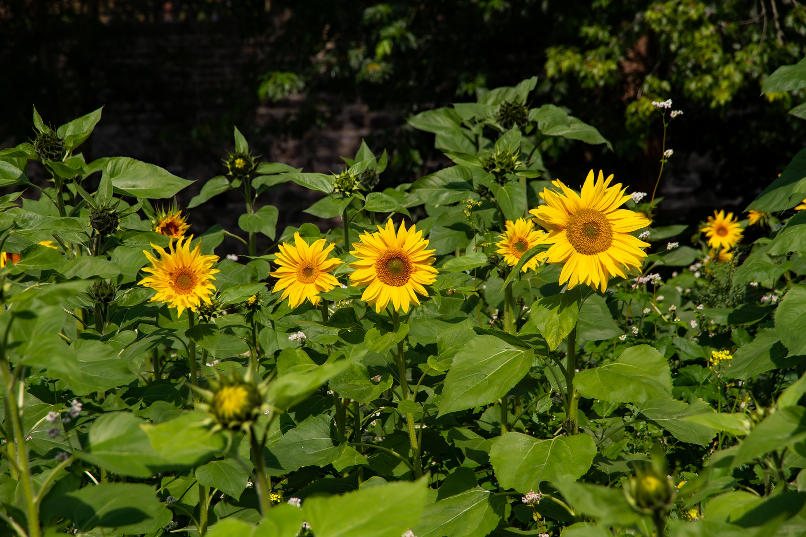 Sonnenblumen