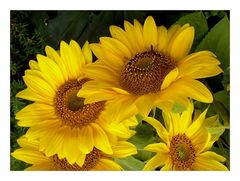 Sonnenblumen