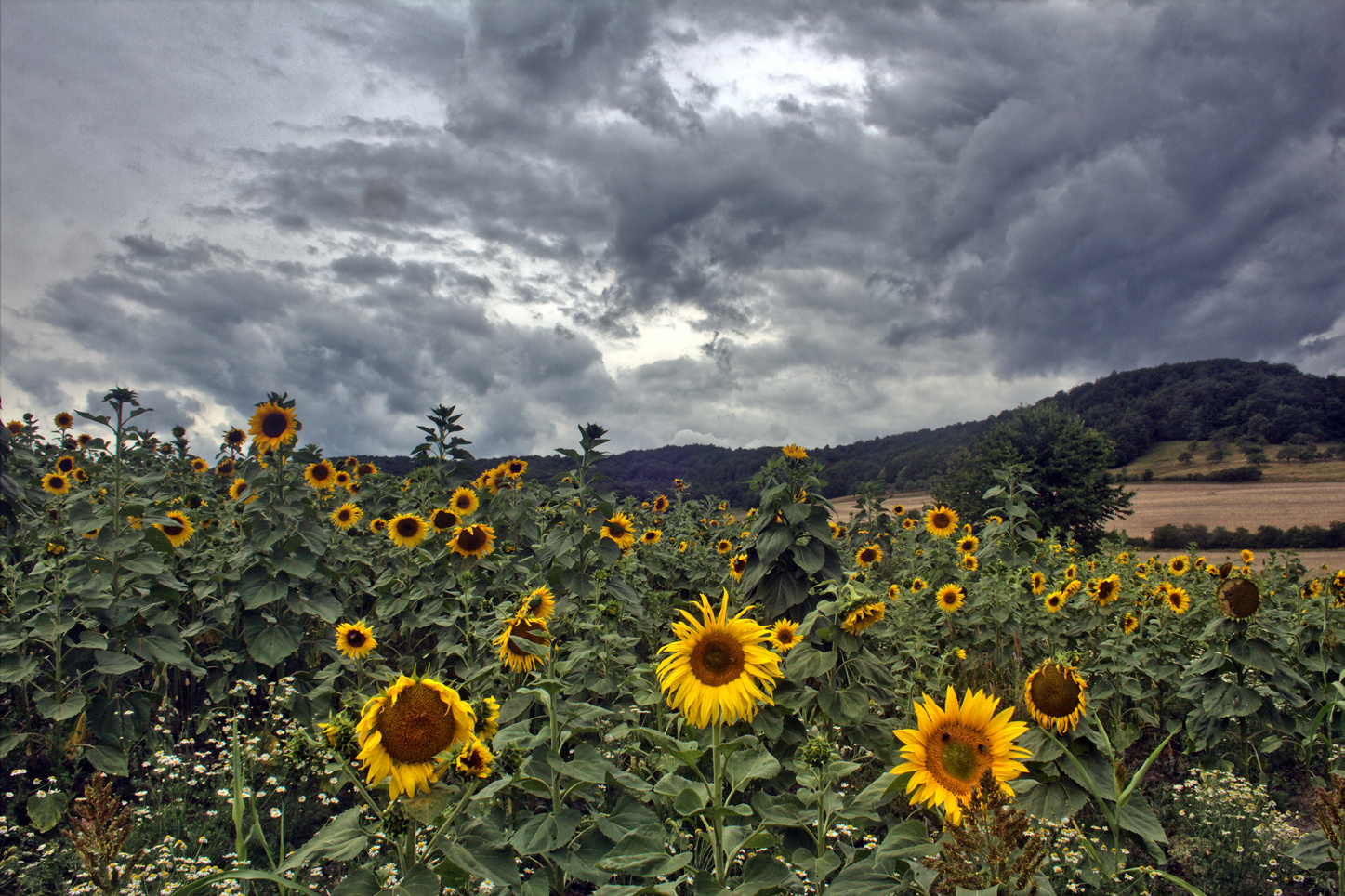 Sonnenblumen