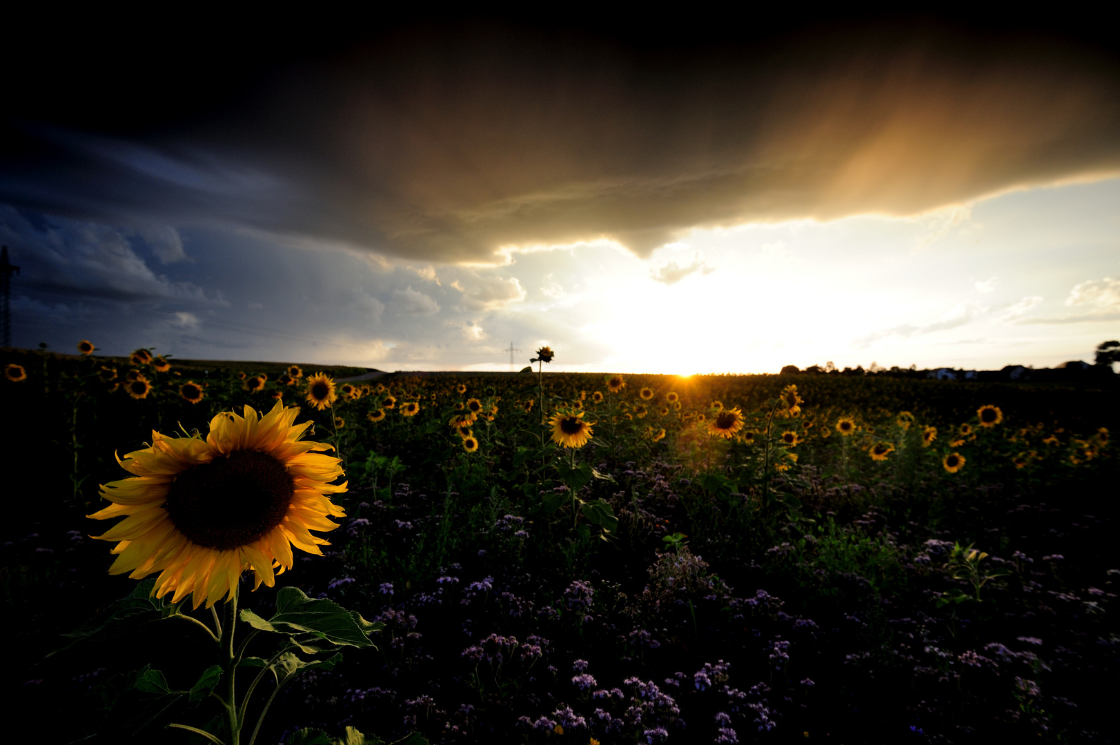 Sonnenblumen