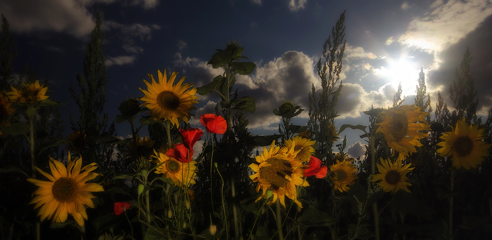 "Sonnenblumen"