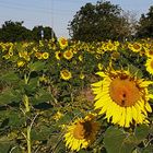 Sonnenblumen