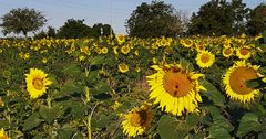 Sonnenblumen