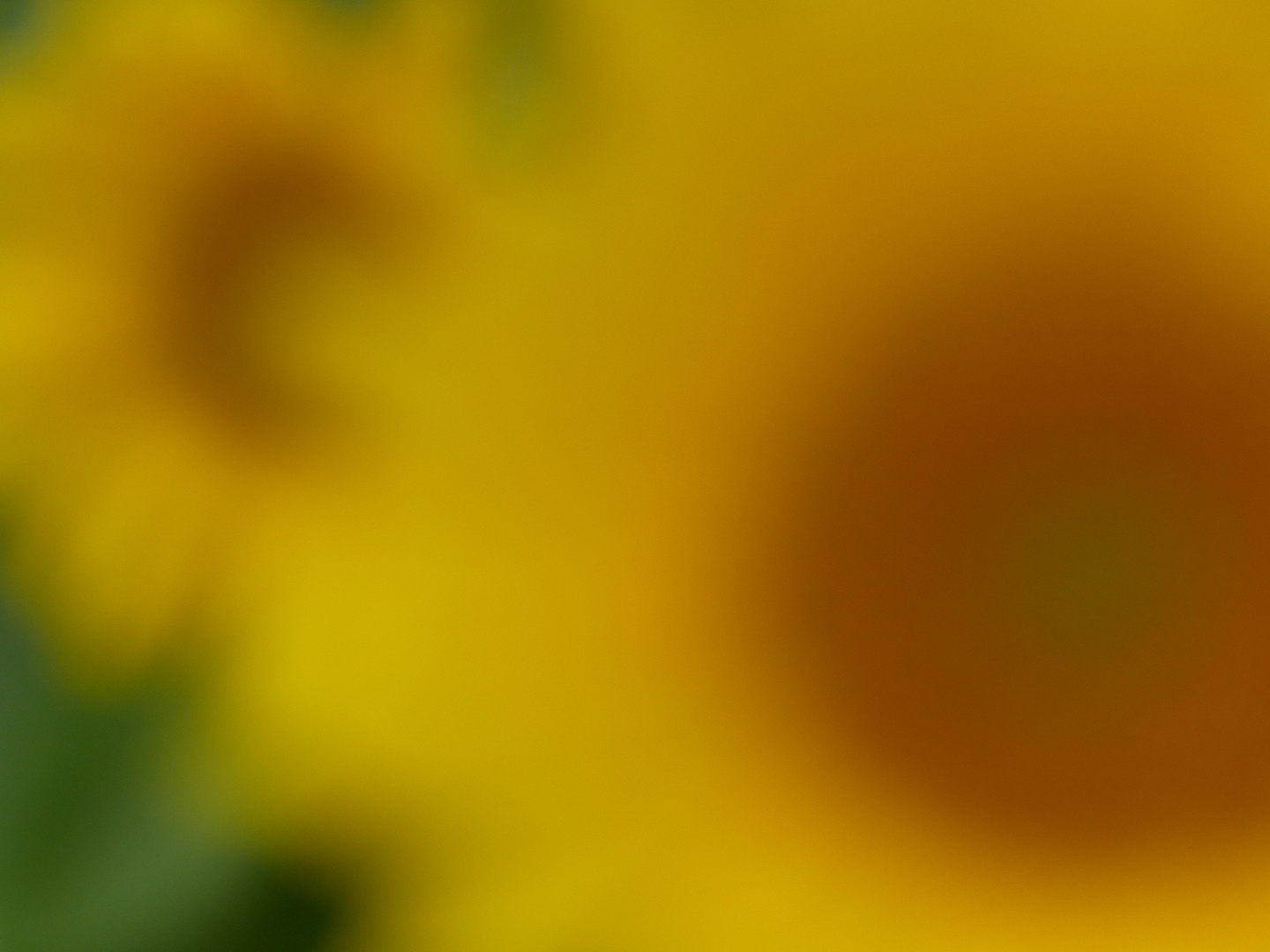 Sonnenblumen