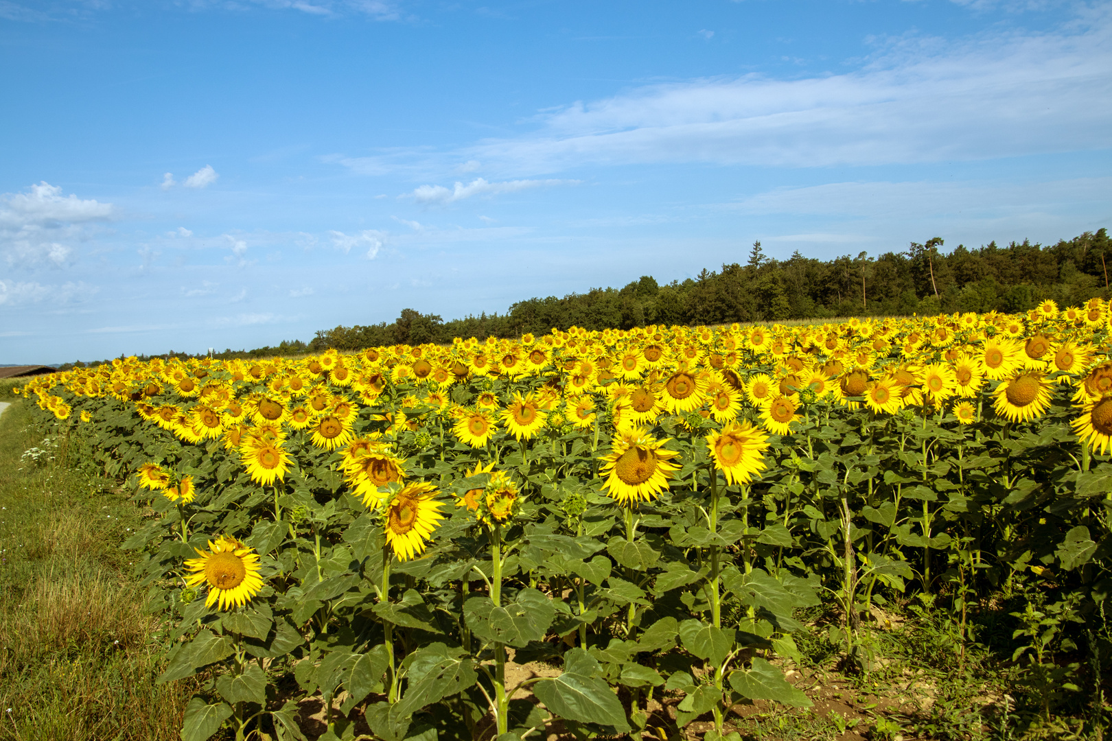 Sonnenblumen