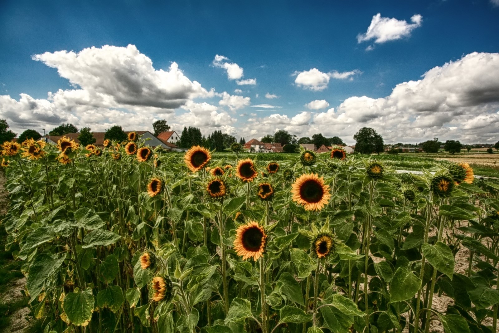 Sonnenblumen