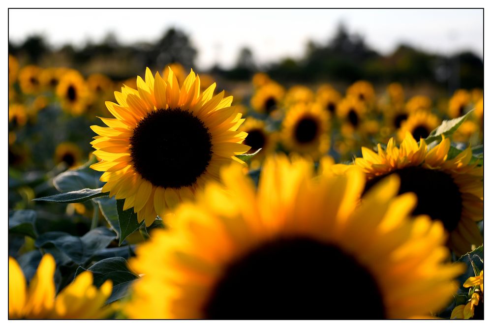 Sonnenblumen