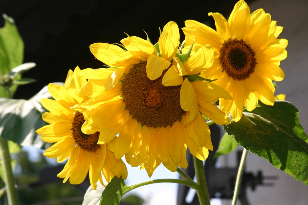 Sonnenblumen von Uwe Krieger