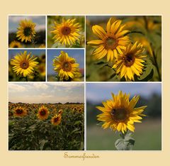 Sonnenblumen