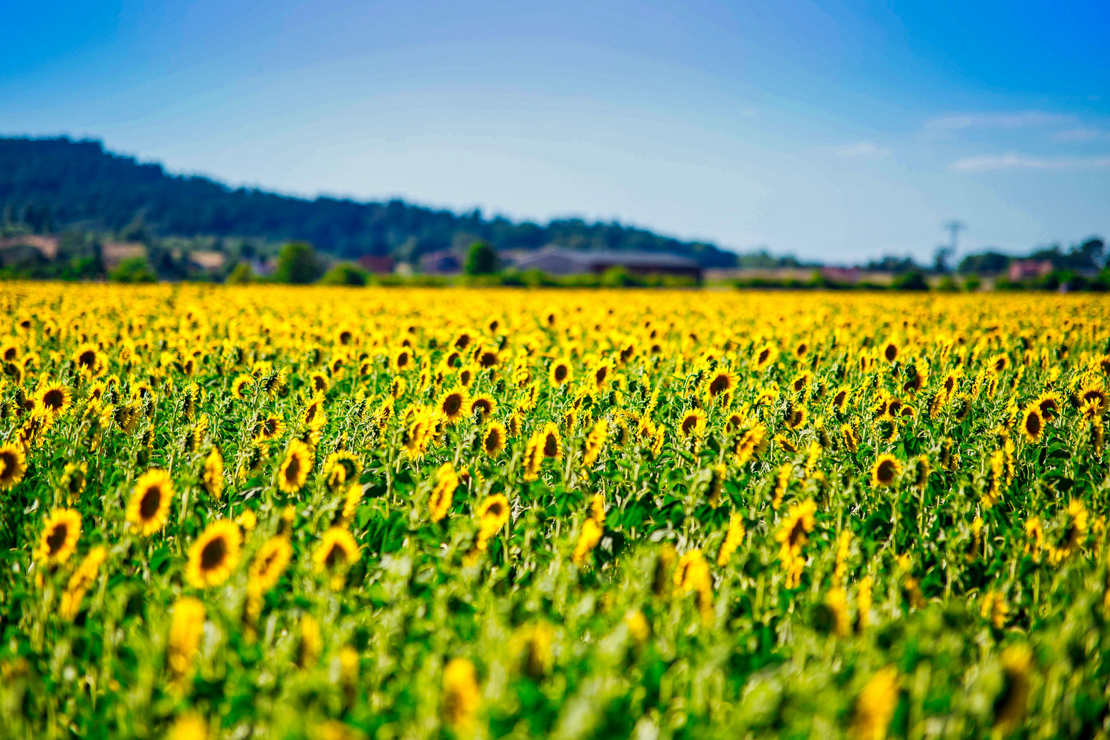  Sonnenblumen