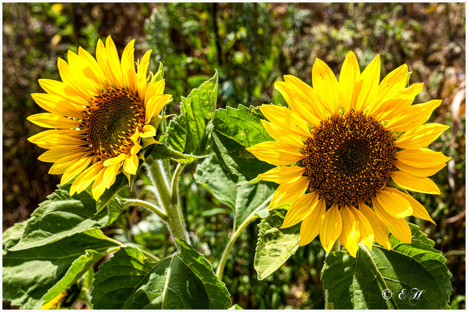 Sonnenblumen