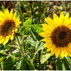 Sonnenblumen