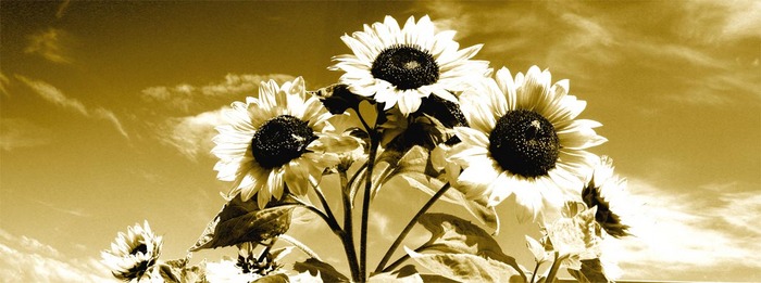 Sonnenblumen