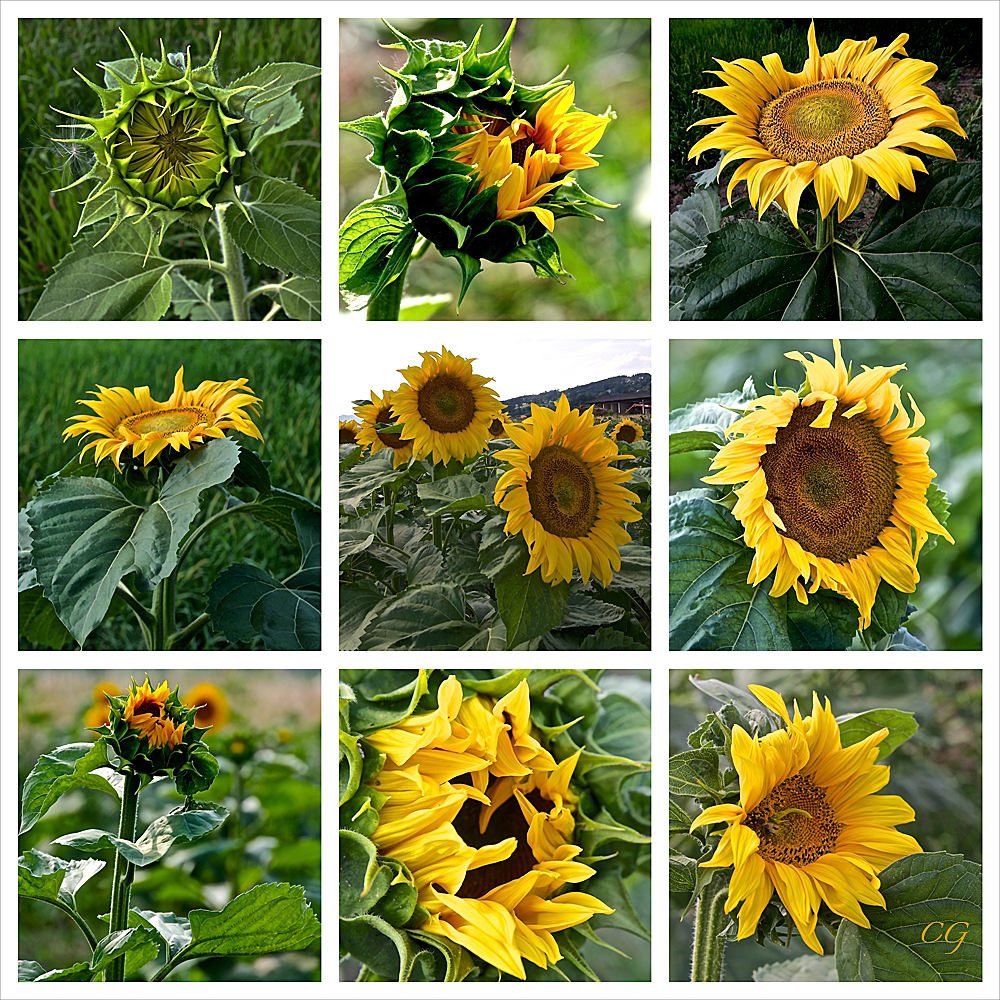 Sonnenblumen....