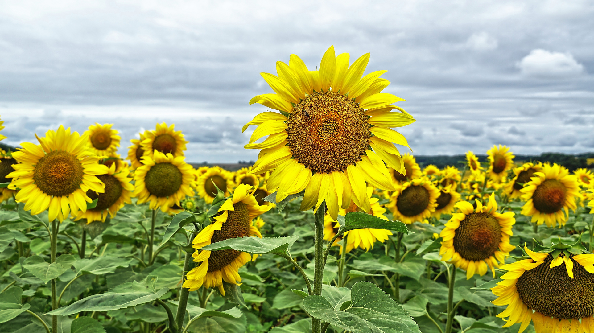 Sonnenblumen