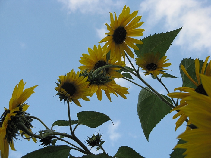 Sonnenblumen