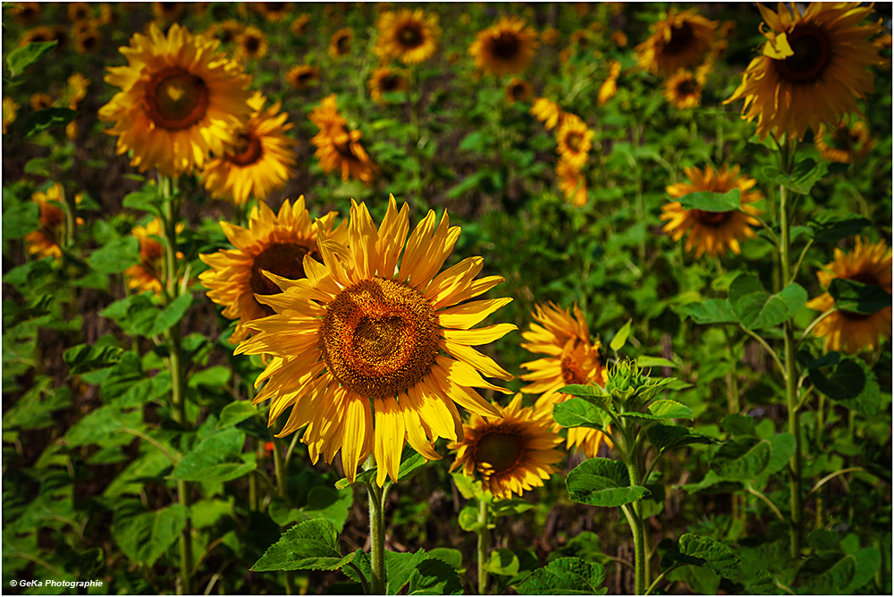 Sonnenblumen