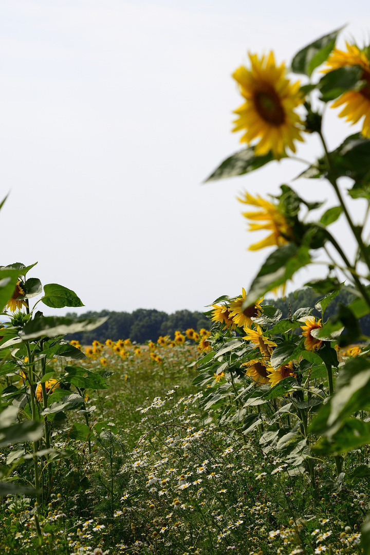 Sonnenblumen