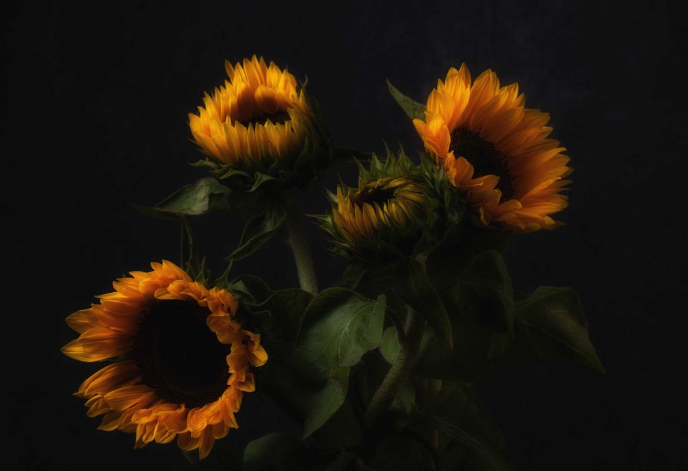 Sonnenblumen