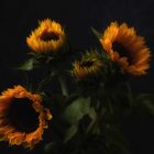 Sonnenblumen