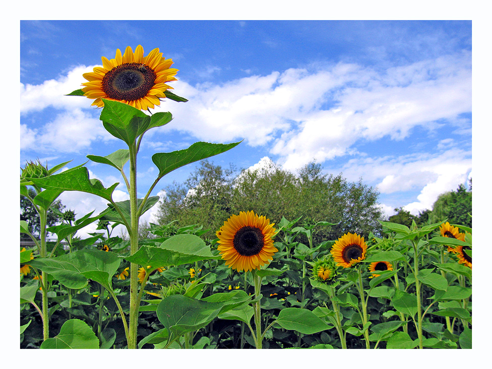 Sonnenblumen