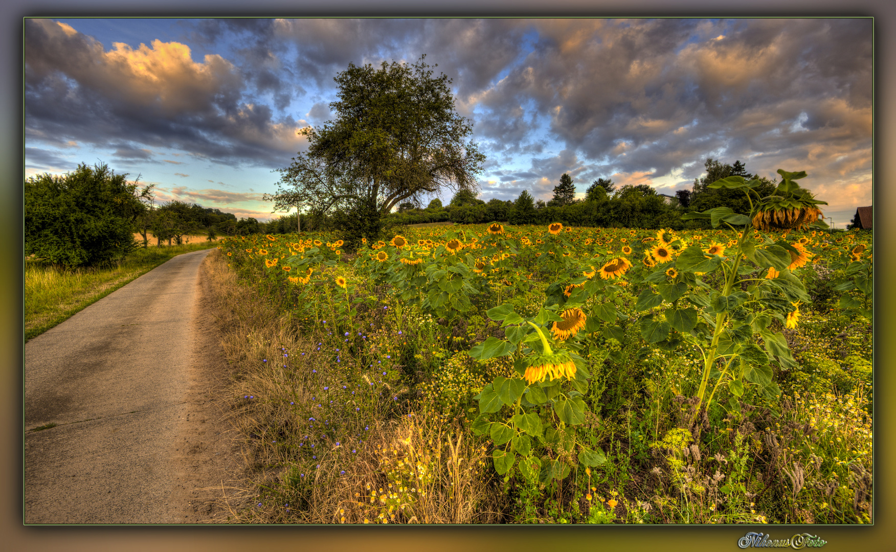  Sonnenblumen