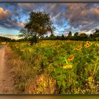  Sonnenblumen