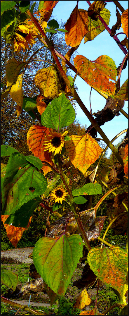 Sonnenblumen ...