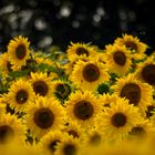 Sonnenblumen #3