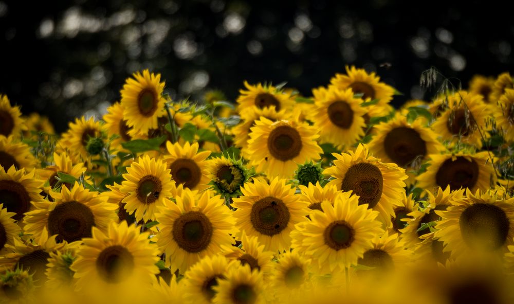 Sonnenblumen #3