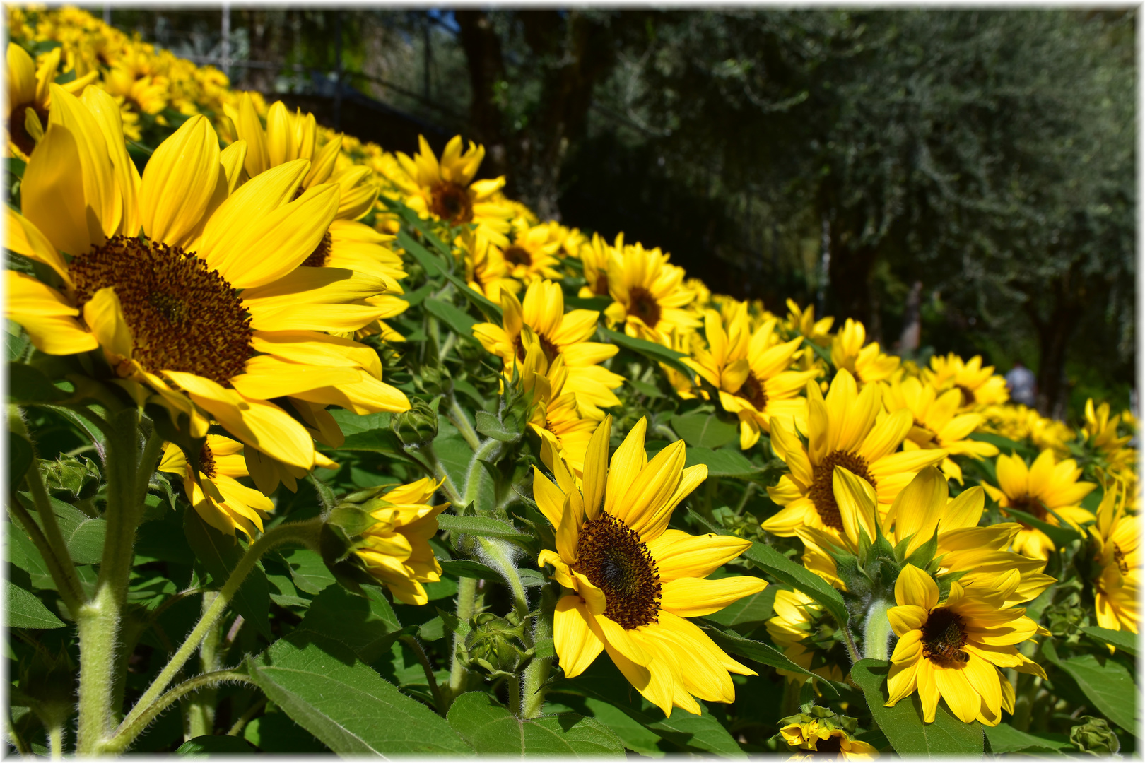 Sonnenblumen