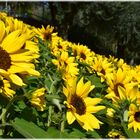 Sonnenblumen