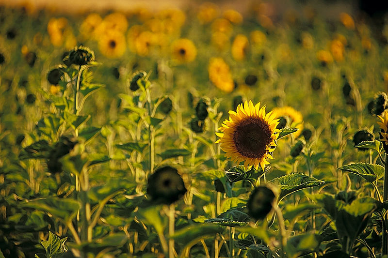 Sonnenblumen