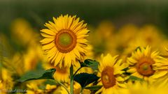 Sonnenblumen ...