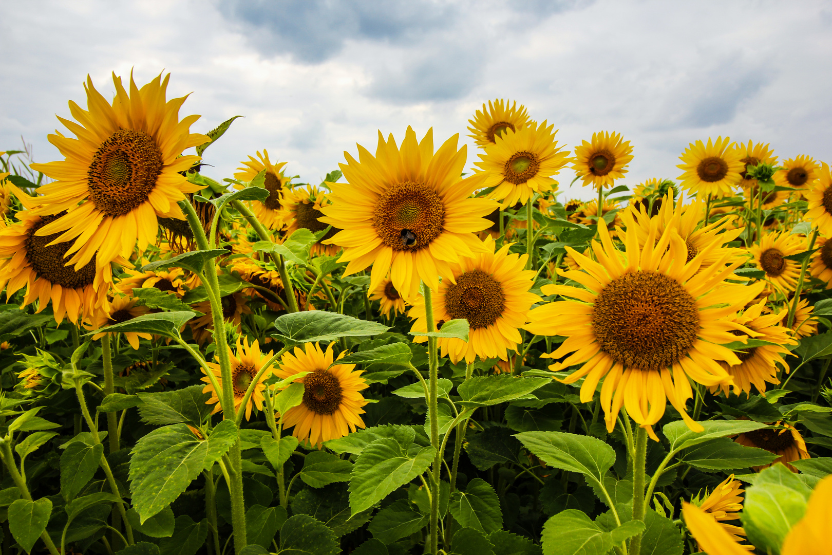 Sonnenblumen