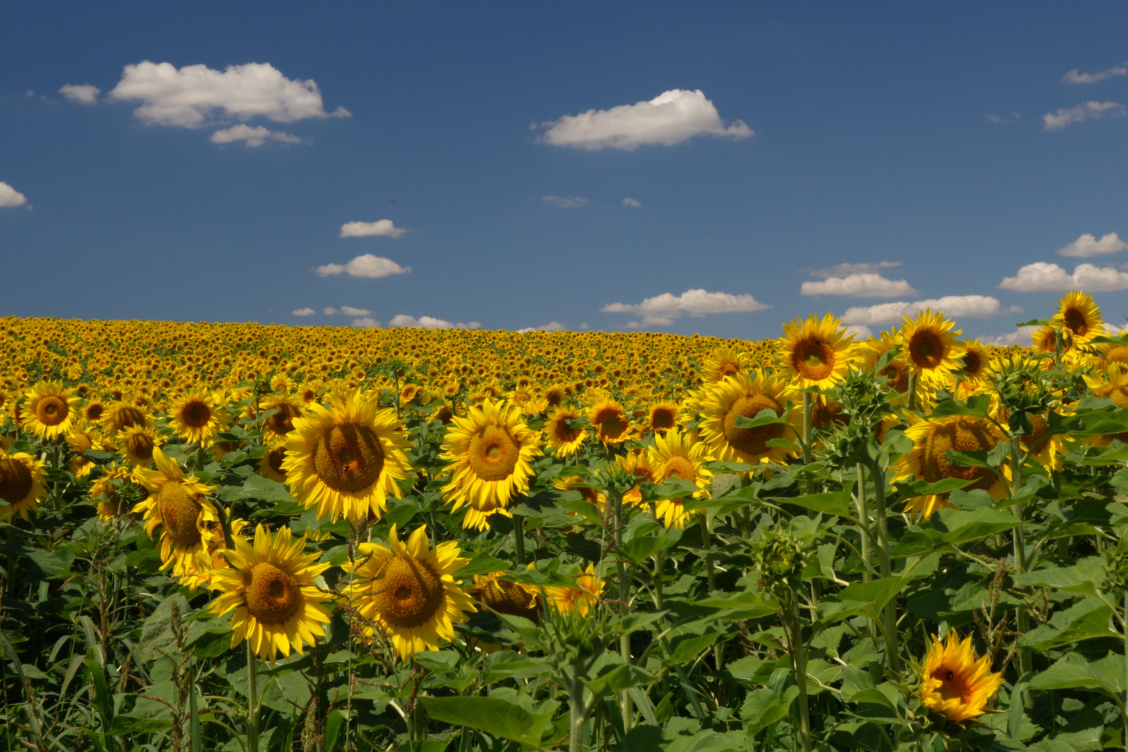 Sonnenblumen